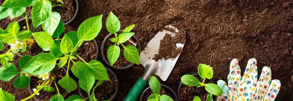 Blumentopferde auf Erde mit Handschuh und Schaufel
